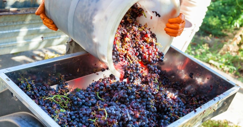 What does it mean to drink wine consciously?
