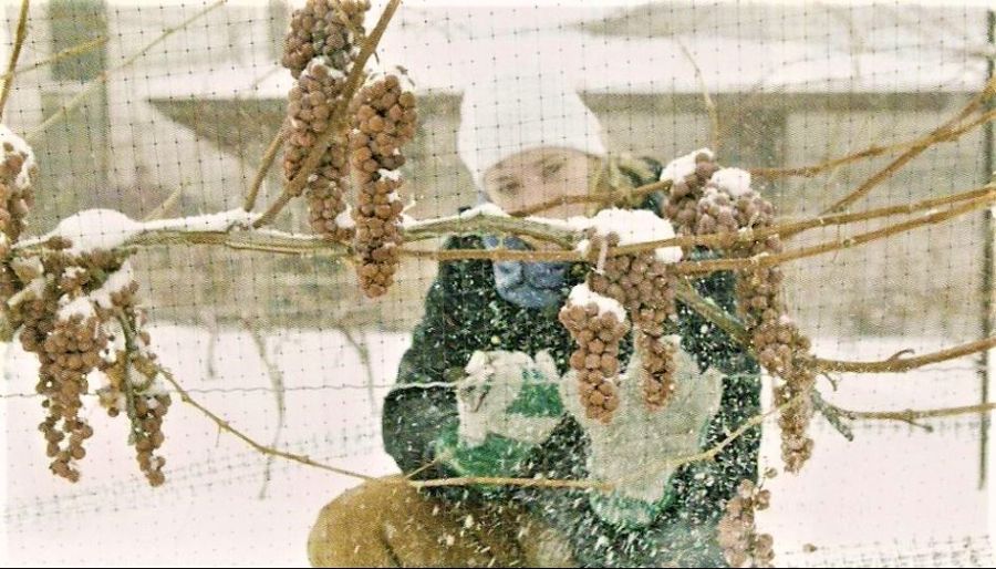 </who>Numerous wineries throughout the Okanagan started harvesting frozen grapes for ice wine this morning as the temperature plunged to -17C.