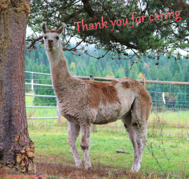 <who> Photo Credit: The Llama Sanctuary