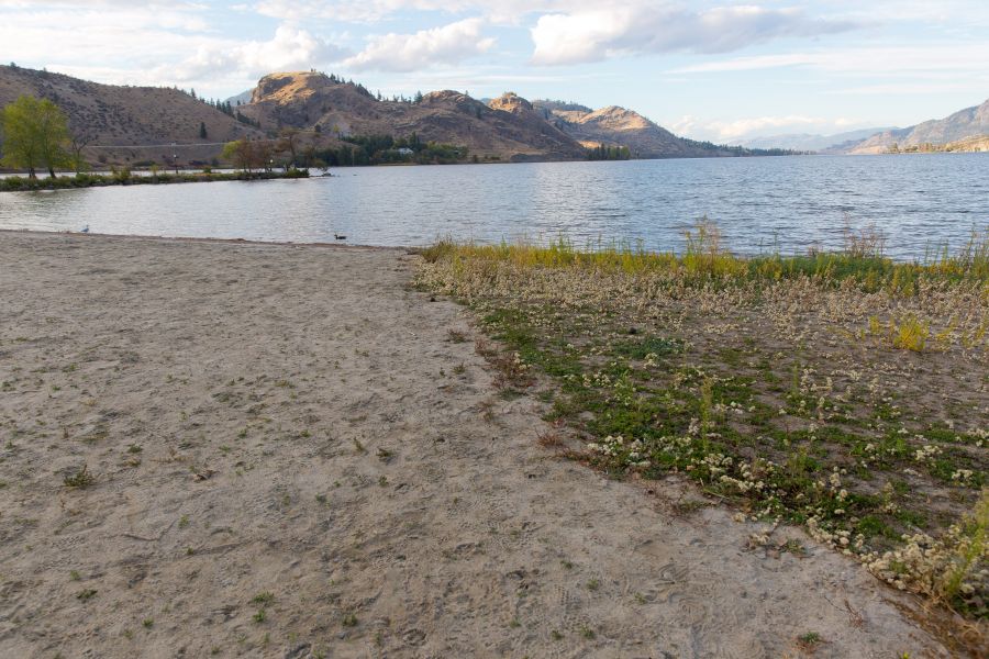 <who>Photo Credit: NowMedia</who> The short-rayed alkali aster preserve (right) at the Okanagan Falls beach