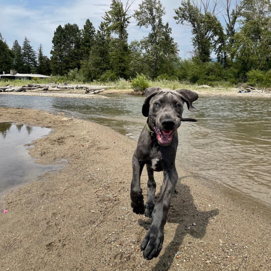 <who> A very happy Toby at Sun-Oka Beach </who>