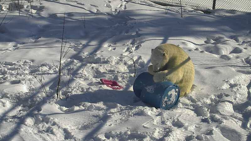 <who> Photo Credit: Cochrane Polar Bear Habitat