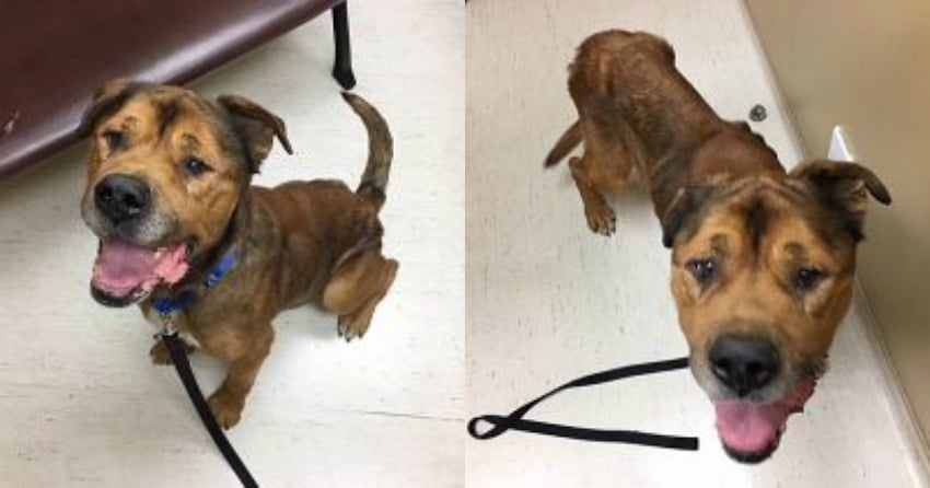 Severely emaciated dog tied up outside in the cold rescued by BC SPCA