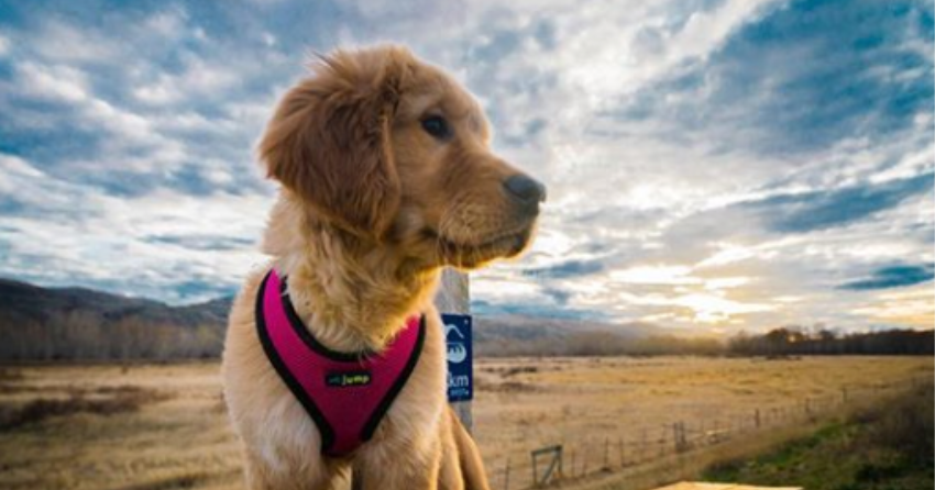 Woof Wednesday in Kamloops Vol.8