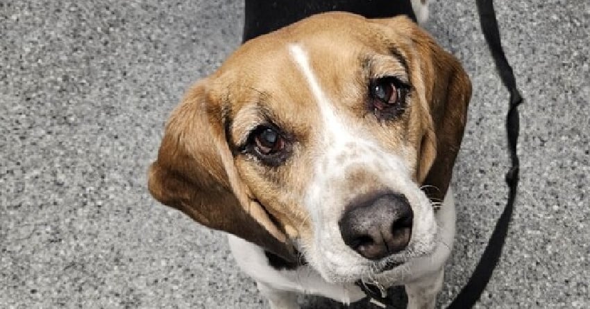 Furever Home Finder: Beemer