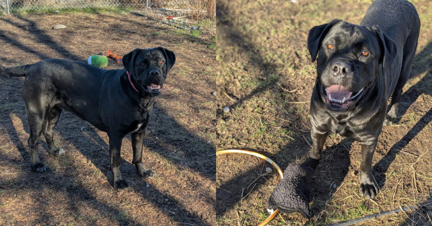Furever Home Finder: Lollipop