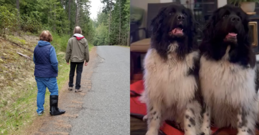 Charges laid in hit and run involving Vancouver Island couple and 2 dogs