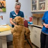 More than 100 pets receive free microchips at Thompson-Okanagan BC SPCA clinics