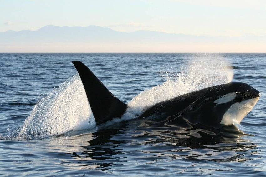 Wild orcas near B.C. are going extinct