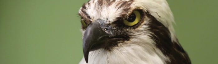 <who> FortisBC Osprey nest camera </who>
