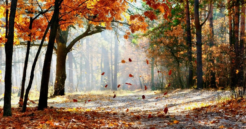 Happy first day of fall! Here’s a look at your long-term fall forecast