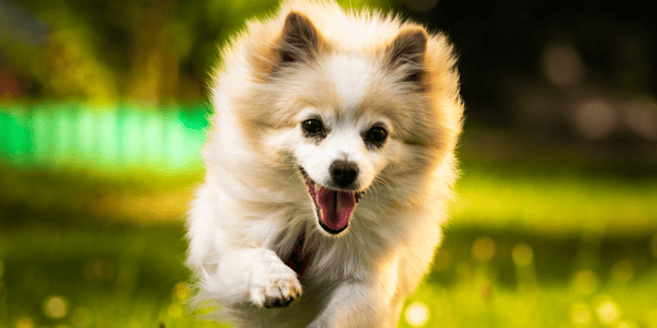 Kelowna man opening Okanagan’s first indoor dog park