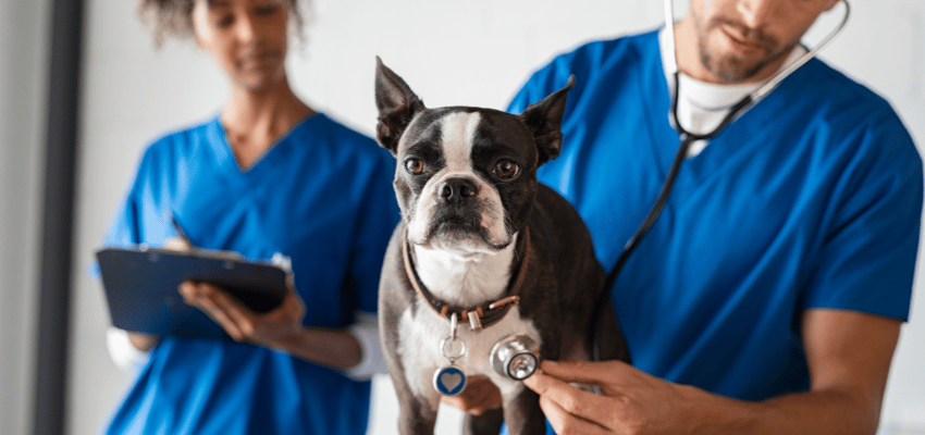 The best veterinarian in Kamloops, as voted by you!
