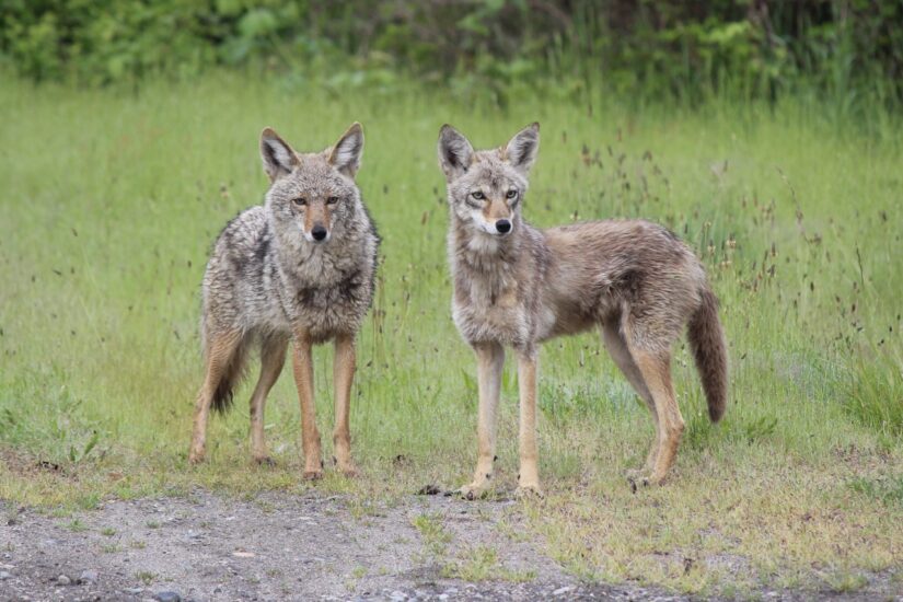 <who> Photo credit: BC SPCA </who> People’s Choice Award winner: Colin Beadle (Vancouver) – Coyotes