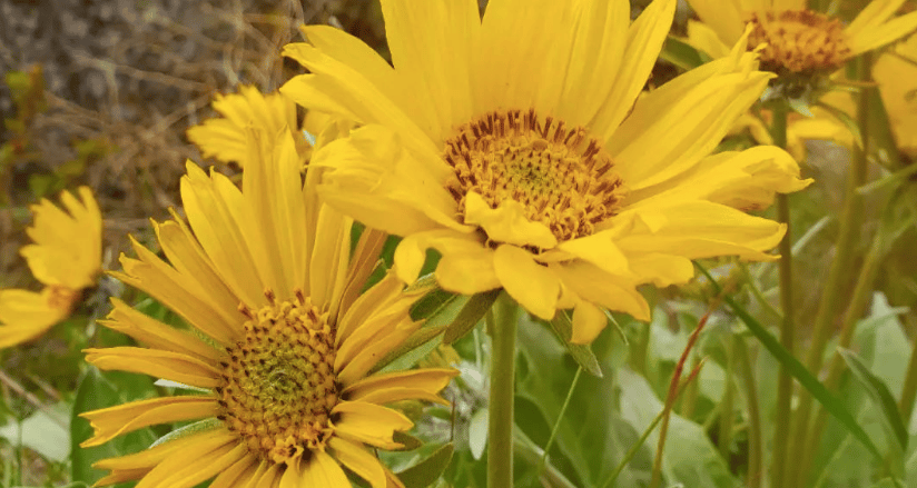 PHOTOS: Beautiful shots from a Mother’s Day in Kelowna