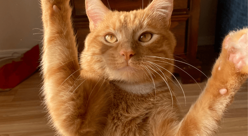 Meet Ozzy, this week’s Pawllywood Times Star!🐈
