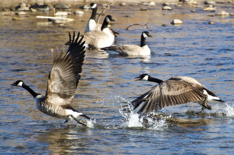 <who>Photo Credit: File Photo </who>A staff report continuation of the Goose Management Program in the Town of Oliver. The program aims to control the goose population at Tucelnuit Lake and the Oliver Airport. Oliver Council will discuss the issue Monday.