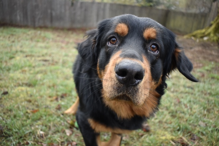 Furever Home Finder: Senn
