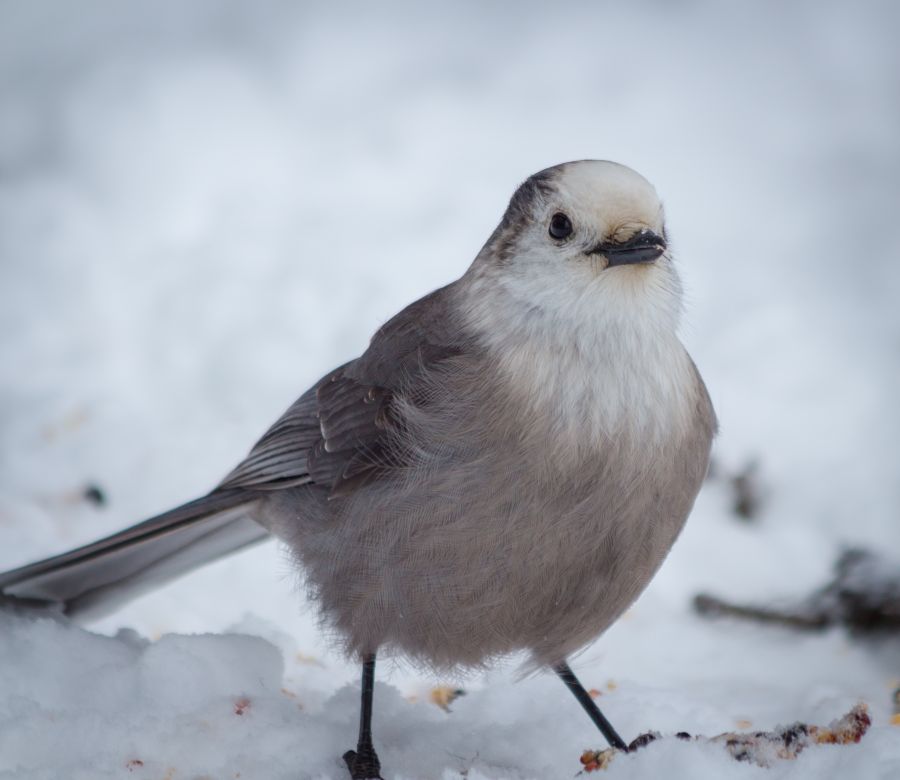 You never know who you'll find on the snowshoe trails!