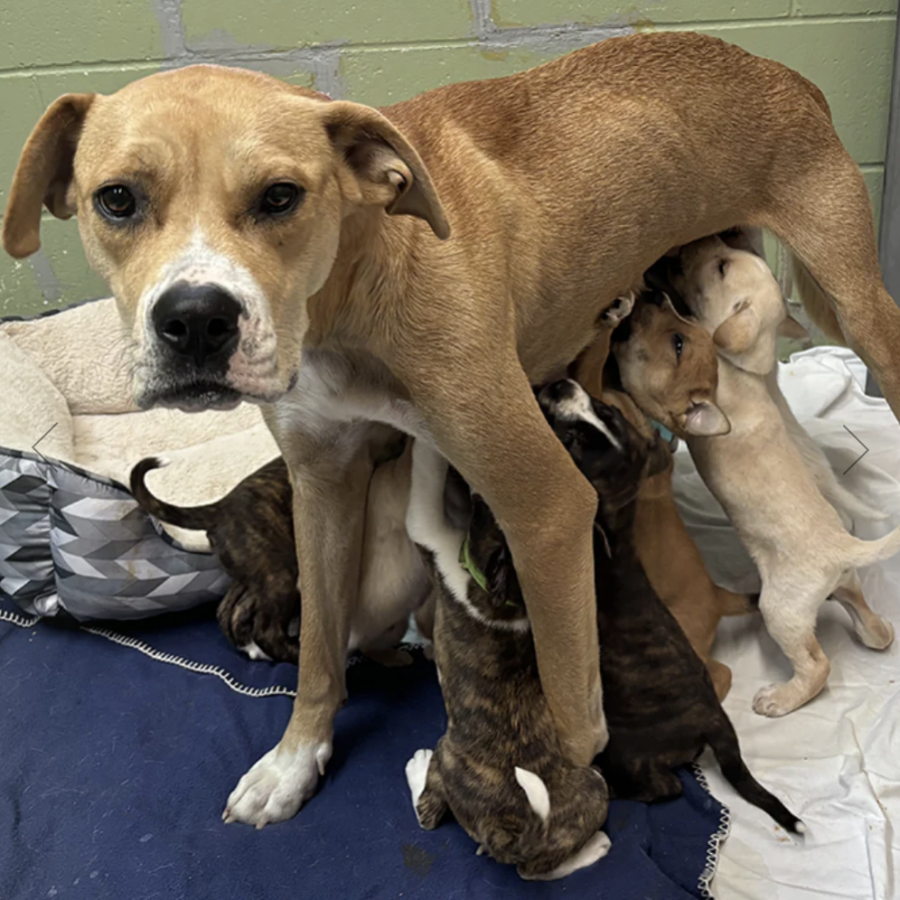 Pair of emaciated dogs rescued from BC Interior find forever home