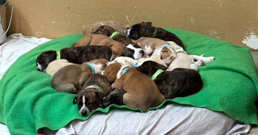 BC SPCA rescues 2 emaciated dogs and their 18 puppies from Interior ...