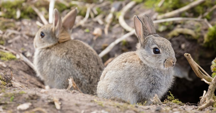 BC rabbit owners warned to vaccinate their pets after fresh cases of ...