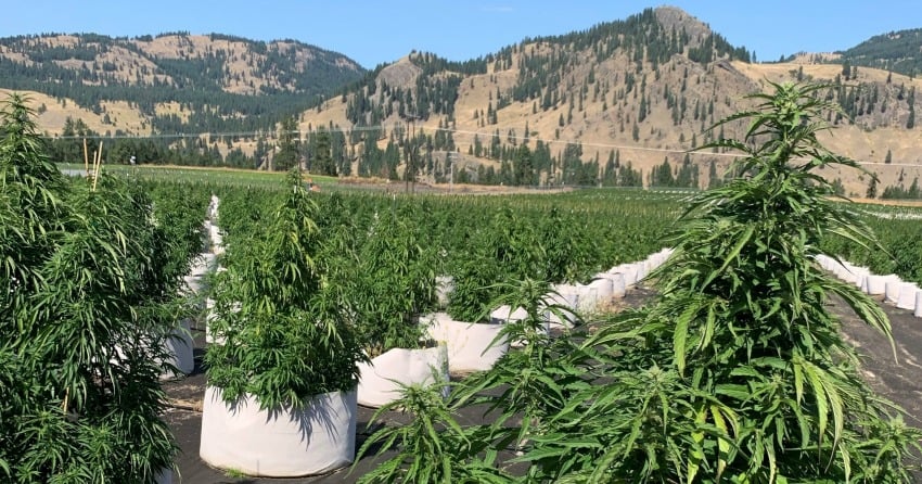 The largest legal cannabis harvest in history is happening near Kelowna