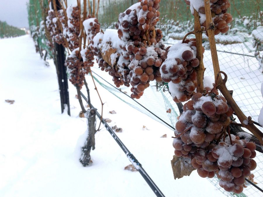 </who>The criteria for making authentic ice wine is the grapes must be naturally frozen on the vines at -8C or colder.