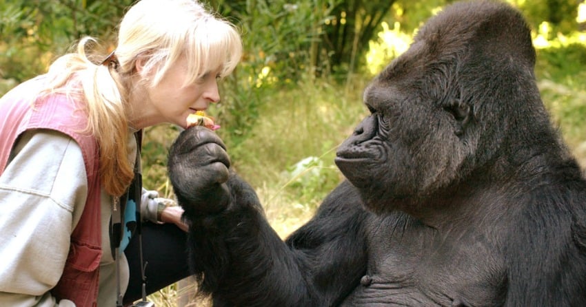 <who>Photo Credit: The Gorilla Foundation</who> Koko and Dr. Penny Patterson.