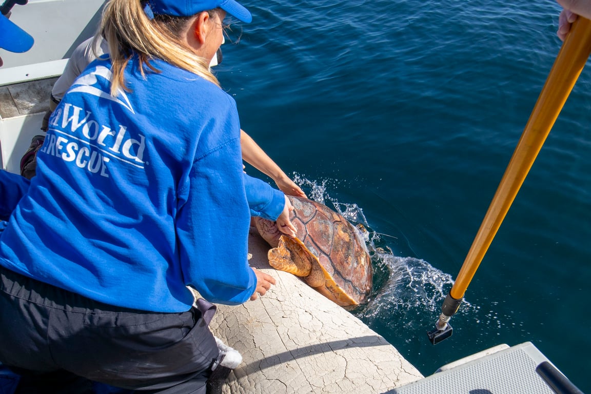 Loggerhead Sea Turtle found with cold shock in BC waters returned to ...