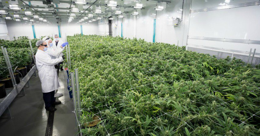 PODCAST: The future of horticulture and high quality cannabis