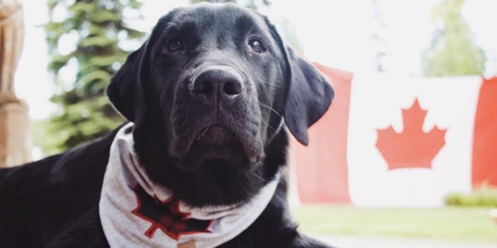 PHOTOS: Woof Wednesday Vol.27