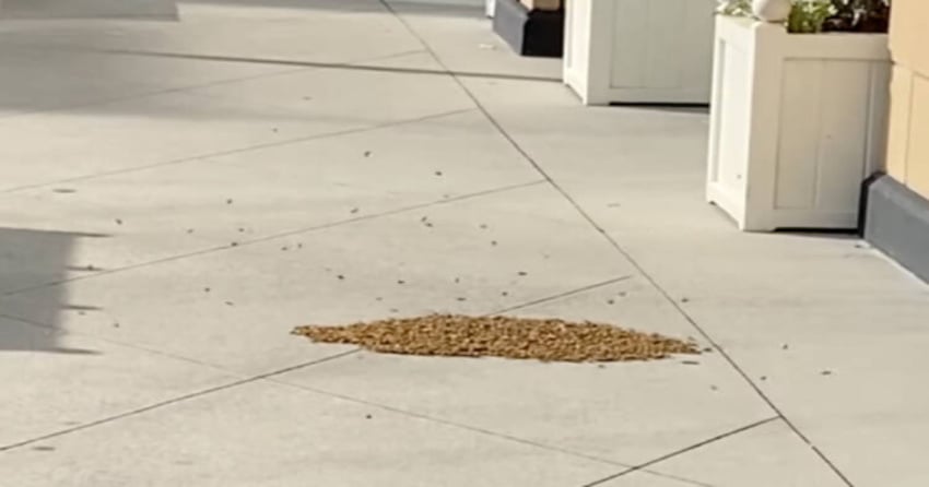 VIDEO: Amazing bee swarm takes refuge at Uptown mall