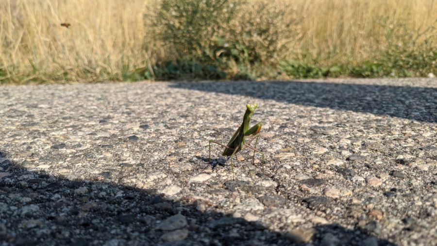 PHOTOS: Kelowna woman catches unique shot of praying mantis on Knox ...