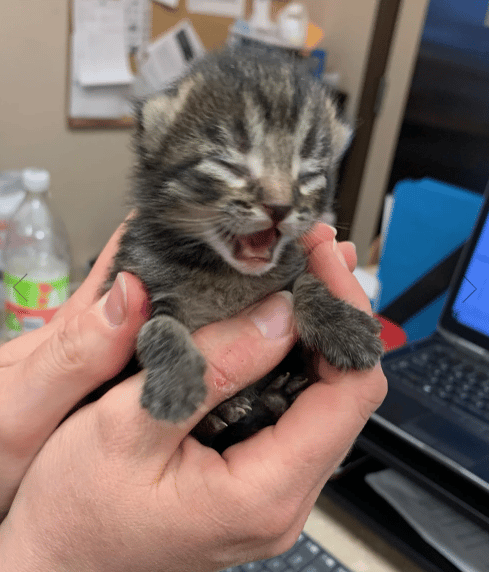 Orphaned kitten discovered alive in BC after being abandoned and left ...