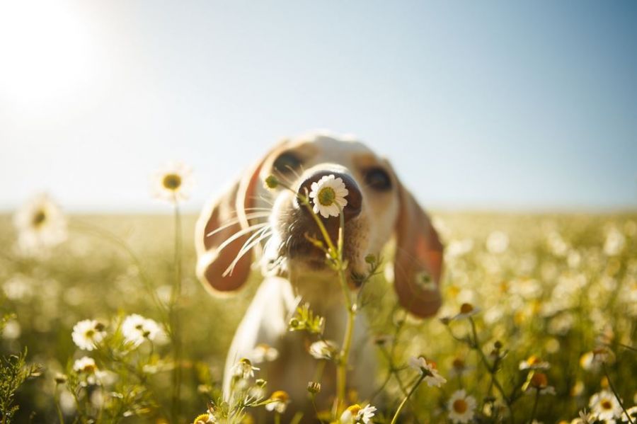 <who>Photo Credit: Kennel Club</who>Rodrigo Capuski