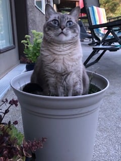 This is Bob, she is the prettiest flower.