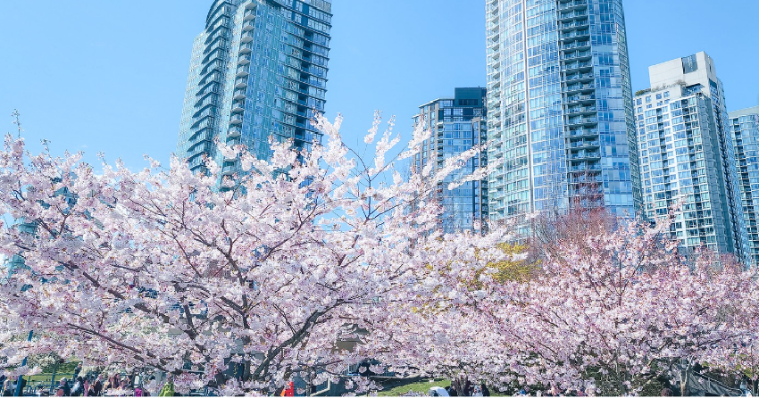 PHOTOS: Residents of BC’s south coast celebrate another annual cherry blossom bloom