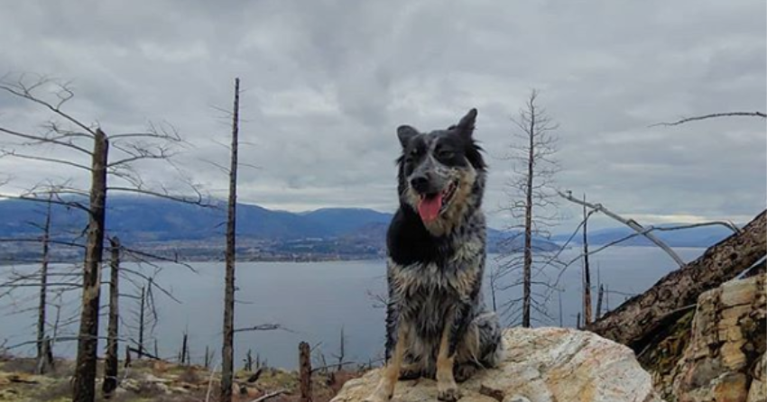 PHOTOS: Your Wednesday Woof Vol. 2