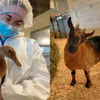BC SPCA has taken in 46 animals from the same farm