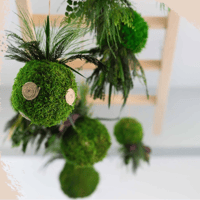 Kokedama (Japanese Moss Ball) – April 11