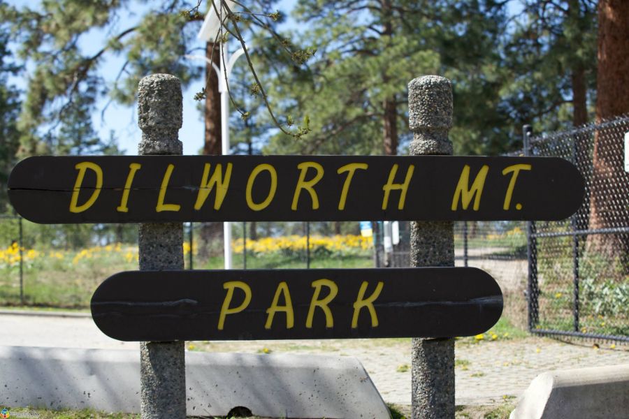 Kelowna's official flower in full bloom