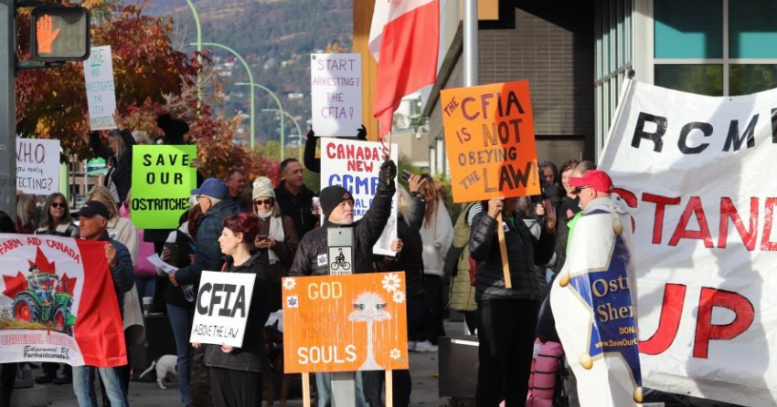 Your Voice: After culling of BC ostriches, will CFIA now turn to wild birds?