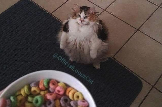 <Who> Photo Credit: Official Loops Cat