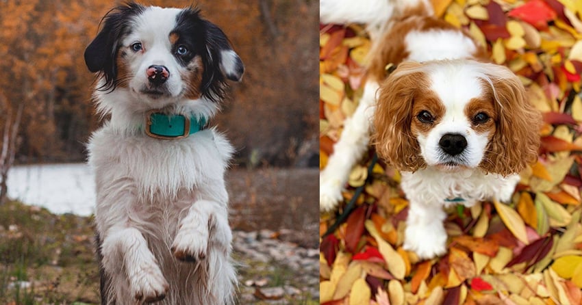 Woof Wednesday Vol. 40