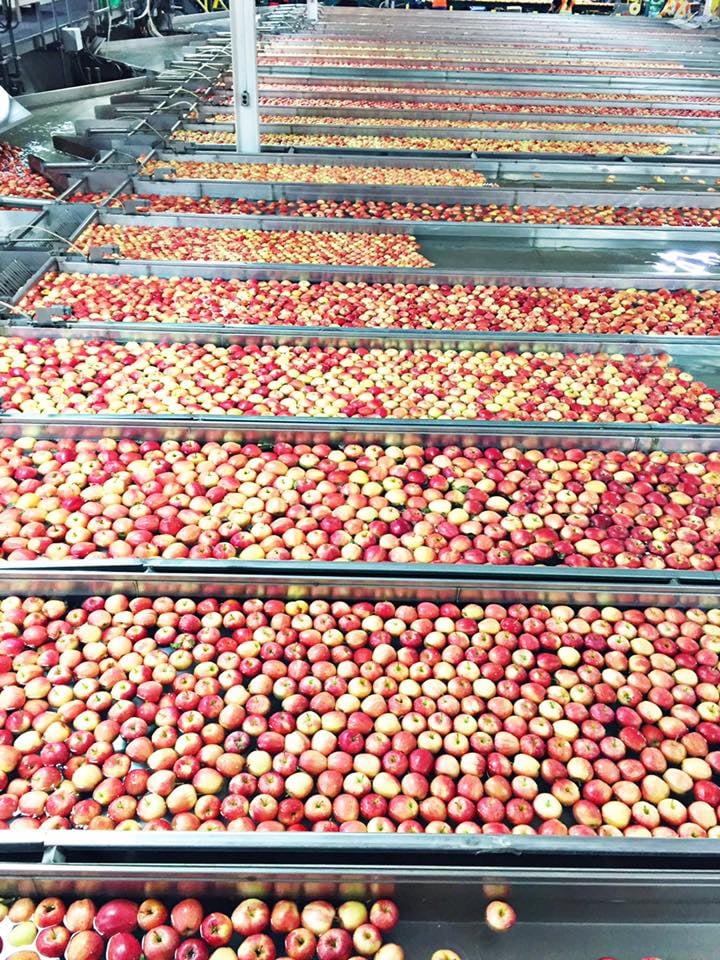 BC Tree Fruits announces expansion plans