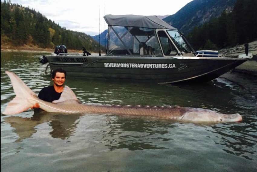 Legendary 600-pound fish caught in Lillooet waters