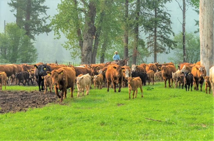 </who>The livestock at the ranch can be purchased by the highest bidder for an additional $696,000.