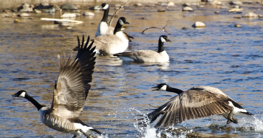 Okanagan Valley goose management program returns