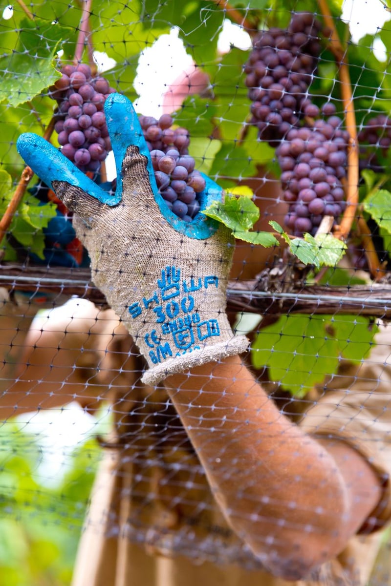 <who>Photo Credit: NowMedia</who> 2020 harvest in full swing at Moraine Winery